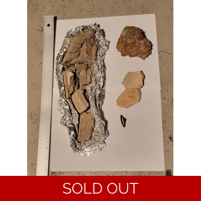 The Ultimate Tyrannosaurus Rex Fossil Collection